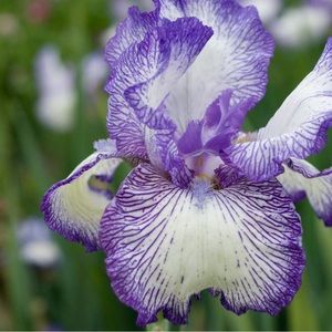 Meet your Posher, Loey